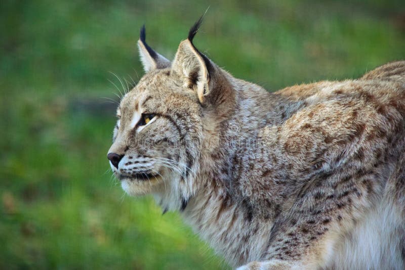 Perfil da Lince imagem de stock royalty free