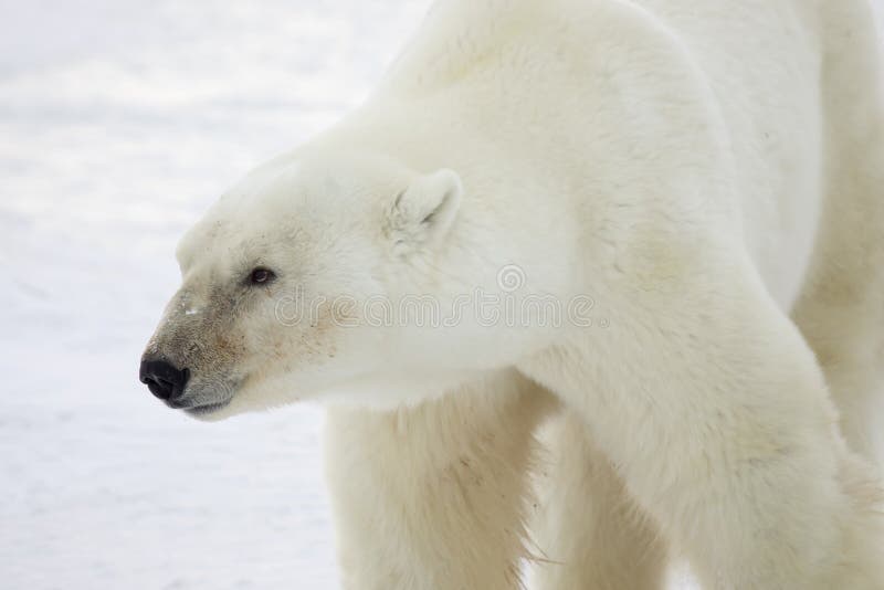 Featured image of post Foto De Perfil Do Urso Polar Urso polar snuffles out of context progressismo