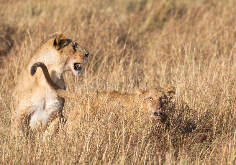 Perfile el retrato del león femenino, panthera de leo, con su cachorro en paisaje alto de la hierba en África imagenes de archivo Perfile el retrato del león femenino, panthera de leo, con su cachorro en paisaje alto de la hierba en África imagenes de archivo