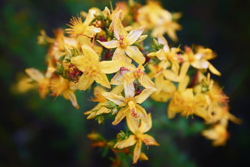 Perforate St John`s-wort