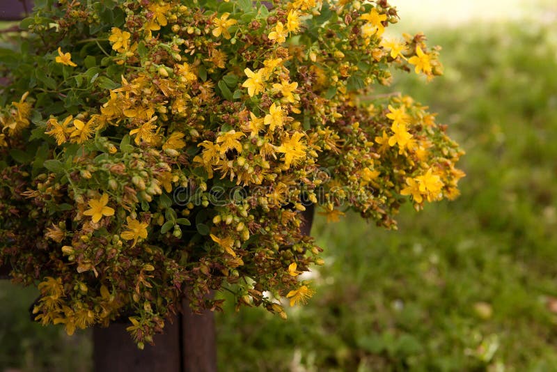 Perforatum de Hypericum ou moût de St Johns, fleurs photographie stock libre de droits Perforatum de Hypericum ou moût de St Johns, fleurs photographie stock libre de droits