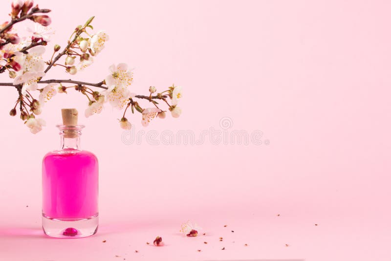 Perfume Bottle and a Branch of Blooming Apricots on a Pink Background
