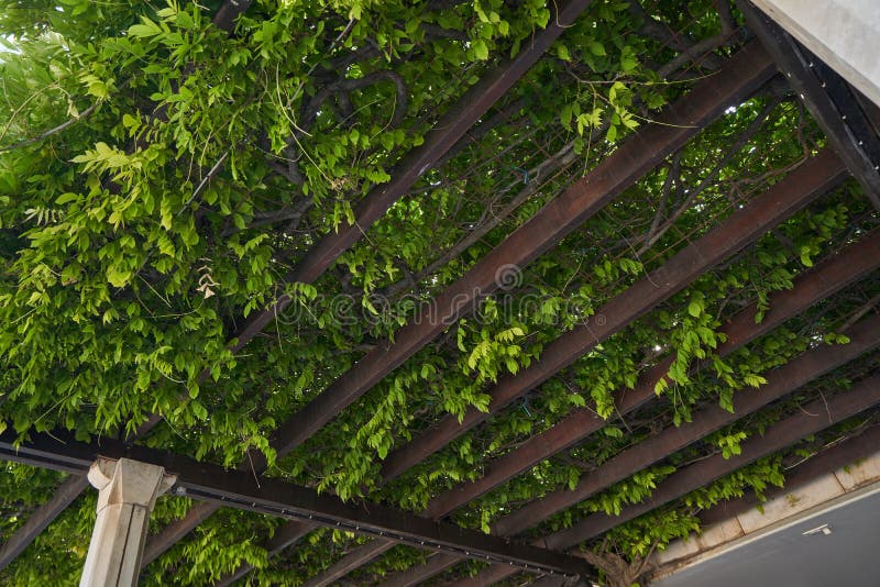 Pergola Canopy Overgrown with Climbing Plants Stock Photo Image of