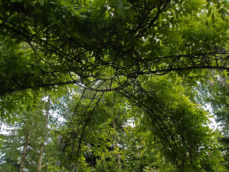 Pergola verde bonito do jardim fotografia de stock royalty free Pergola verde bonito do jardim fotografia de stock royalty free
