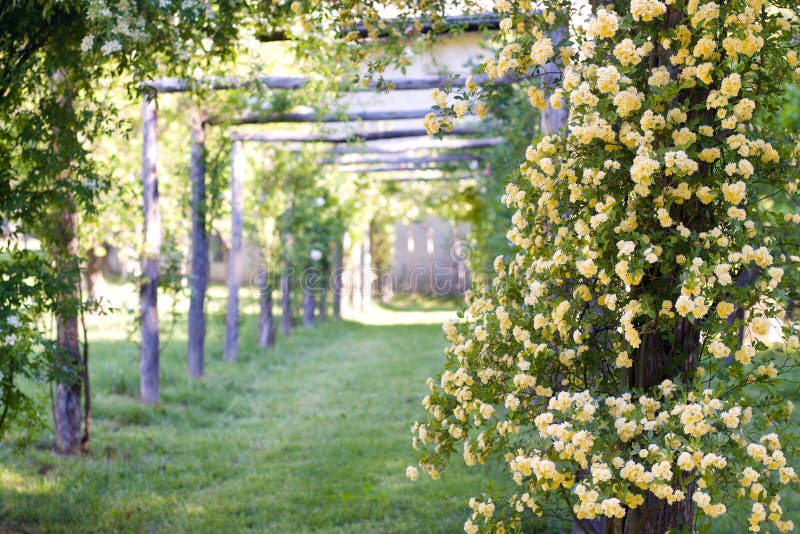 Pergolas of yellow banksiae climbing roses in a garden in spring. Pergolas of yellow banksiae climbing roses in a garden in spring