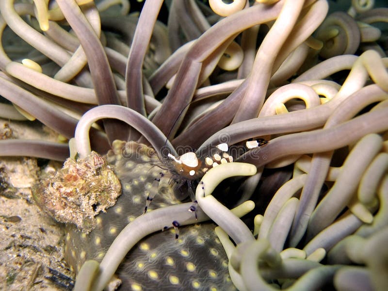 Periclemenes brevicarpalis stock photography