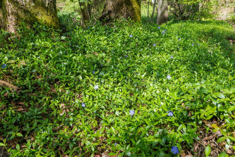 Pericolosi comuni che seminano selvatiche nella foresta in compagnia di tronchi di alberi forestali spessi. Primavera nella forest immagini stock