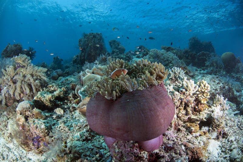 Perideraion rosado del Amphiprion de Clownfish de la mofeta imágenes de archivo libres de regalías Perideraion rosado del Amphiprion de Clownfish de la mofeta imágenes de archivo libres de regalías
