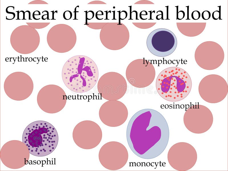 Red Blod Cell Diagram