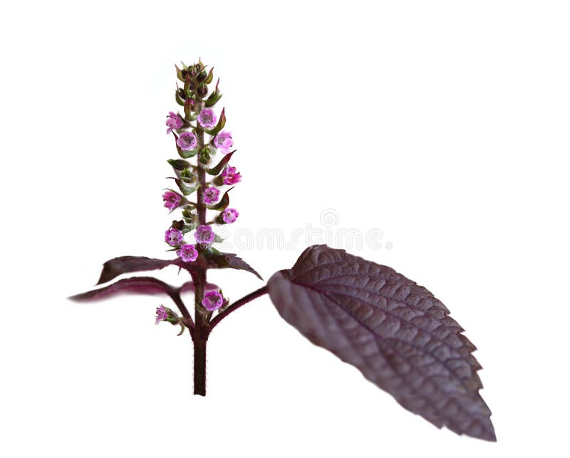 Perilla frutescens mennica zdjęcia stock Perilla frutescens mennica zdjęcia stock