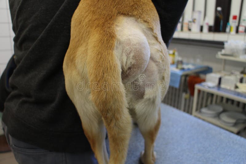 Perineal Hernie durch Hund stockbild. Bild von tabelle 45958997