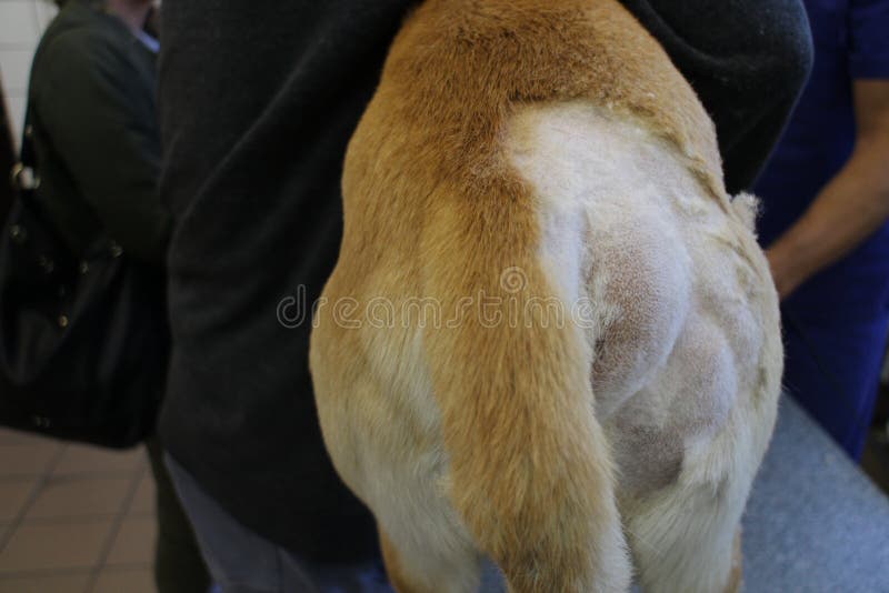 Perineal Hernie durch Hund stockbild. Bild von tabelle 45958997