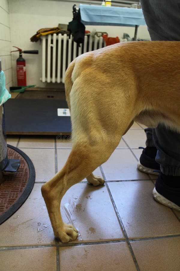 Perineal Hernie durch Hund stockbild. Bild von tabelle 45958997