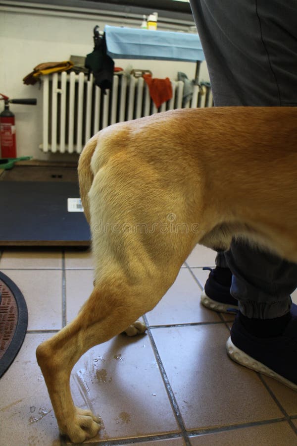 Perineal Hernie durch Hund stockbild. Bild von tabelle 45958997