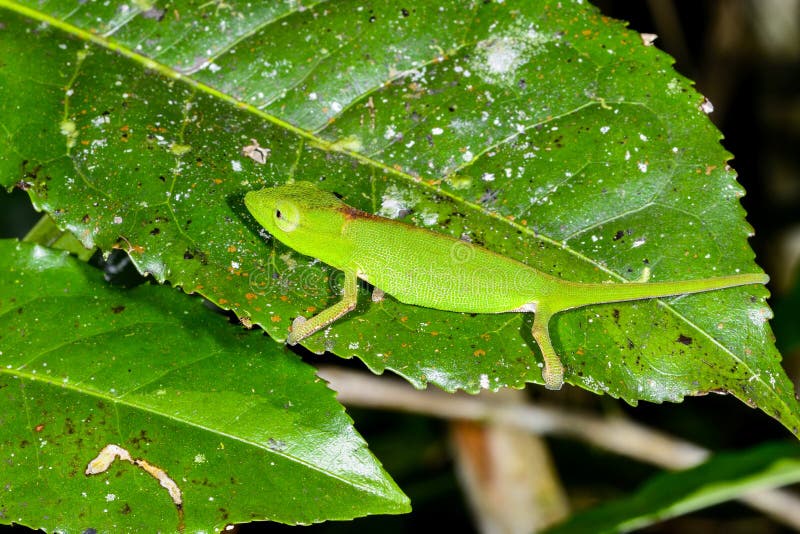 Perinet chameleon, andasibe stock photos