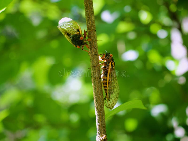 Periodical Brood X Cicadas on a Tree Branch, Close Up