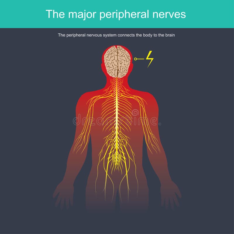 The peripheral nervous system connects the body