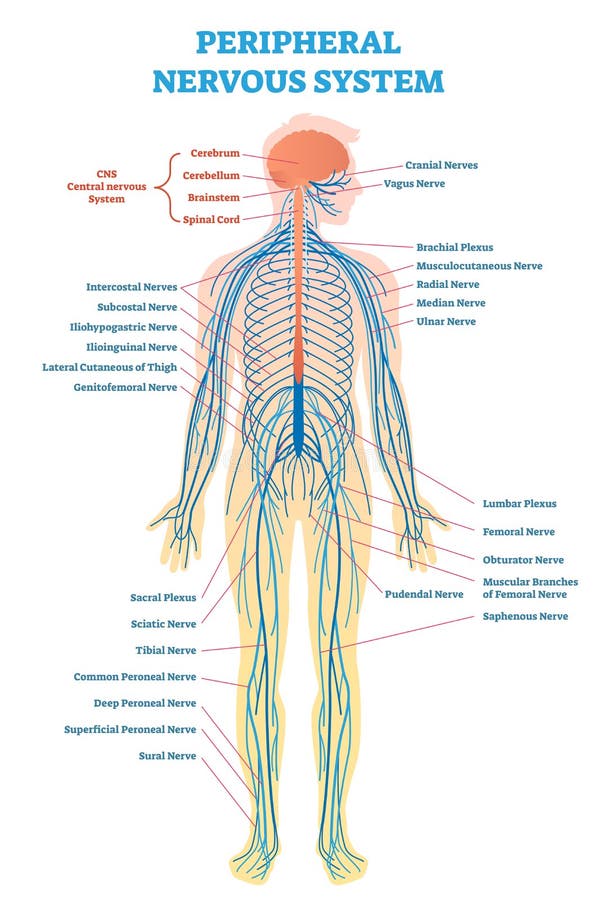Peripheral nervous system, medical vector illustration diagram with full body nerve scheme.