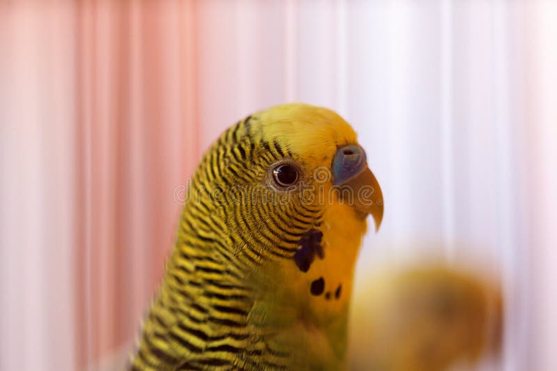 Periquito Australiano Engraçado Papagaio De Budgie Que Senta-se Na Corda E  Nos Jogos Foto de Stock - Imagem de casa, brinquedo: 109204718