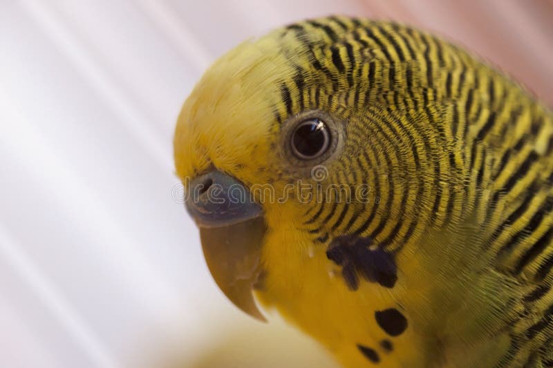 Periquito Australiano Engraçado Papagaio De Budgie Que Senta-se Na Corda E  Nos Jogos Foto de Stock - Imagem de casa, brinquedo: 109204718