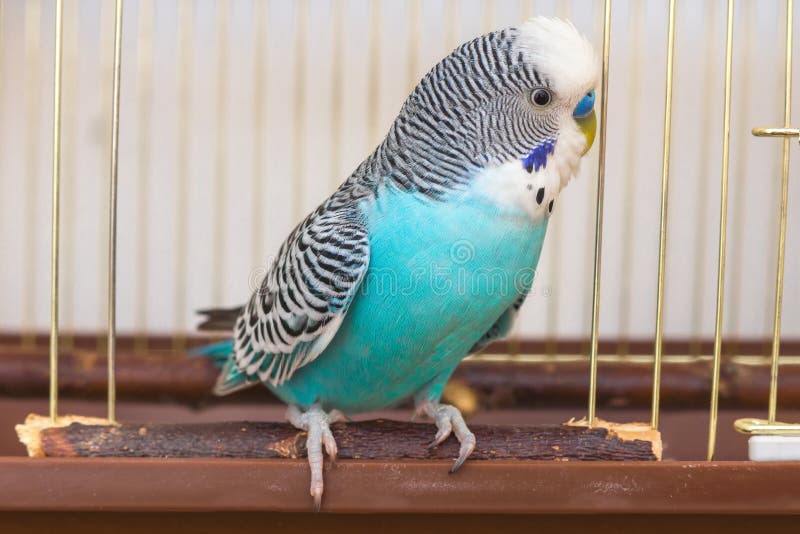 Periquito australiano masculino que senta-se na entrada imagem de stock Periquito australiano masculino que senta-se na entrada imagem de stock