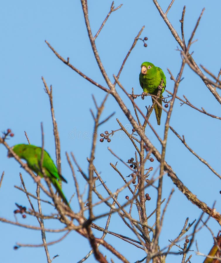 A Cuban Parakeet (Psittacara euops) feeds from wild fruits at the Island of Cuba from where it is endemic, it is also threatened by habitat loss and trapping for the cage-bird trade. A Cuban Parakeet (Psittacara euops) feeds from wild fruits at the Island of Cuba from where it is endemic, it is also threatened by habitat loss and trapping for the cage-bird trade.