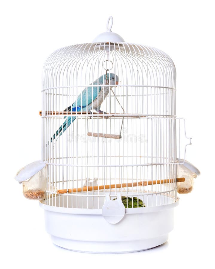 Monk parakeet in birdcage in front of white background. Monk parakeet in birdcage in front of white background