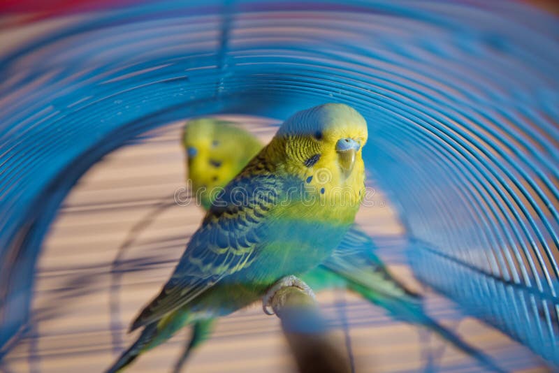 Periquitos Papagaio verde ondulado sentado numa gaiola Papagaio Rosy Faced Lovebird numa gaiola aves inseparáveis Budgerigar na g