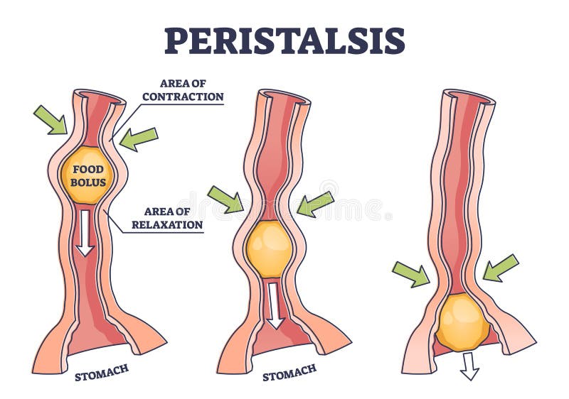 Peristalsis as anatomical food swallow process explanation outline diagram. Educational labeled healthy gastrointestinal food bolus movement reflex with body contraction area vector illustration. Peristalsis as anatomical food swallow process explanation outline diagram. Educational labeled healthy gastrointestinal food bolus movement reflex with body contraction area vector illustration.