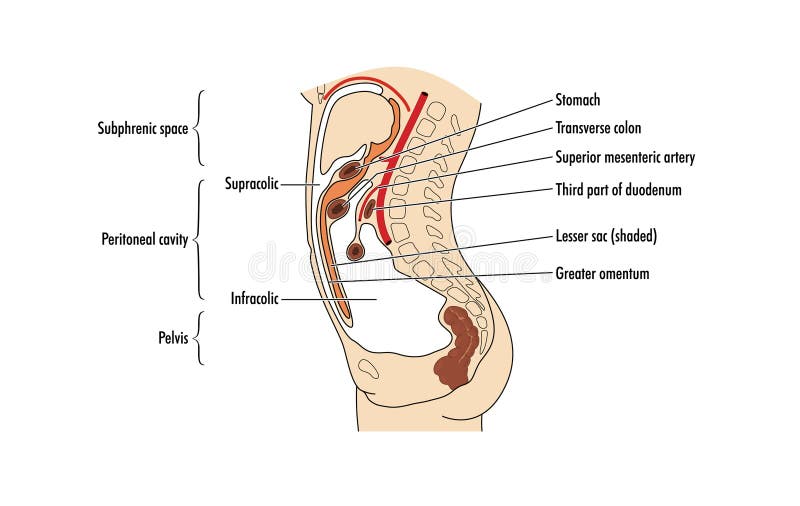 The peritoneal cavity