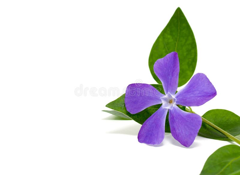 Periwinkle stock vector. Illustration of leaf, white, blue 4420717