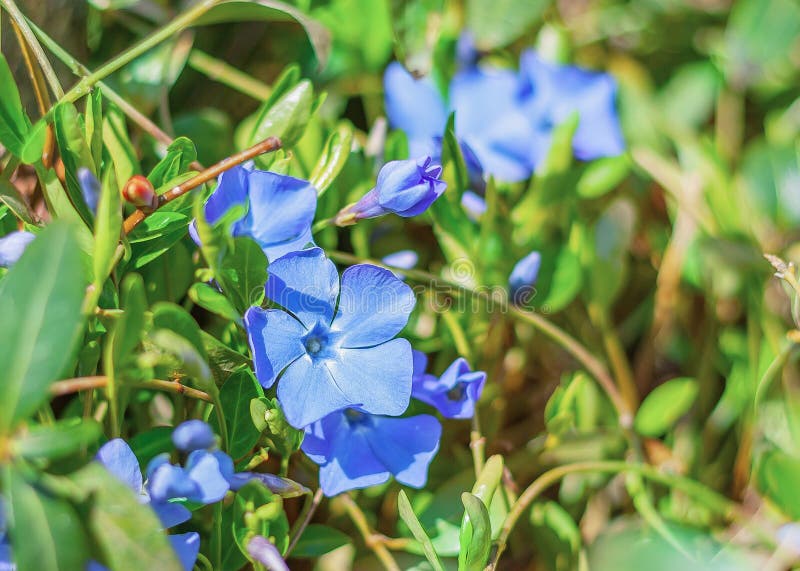 Periwinkle with Blue Flowers in the Garden Stock Image Image of