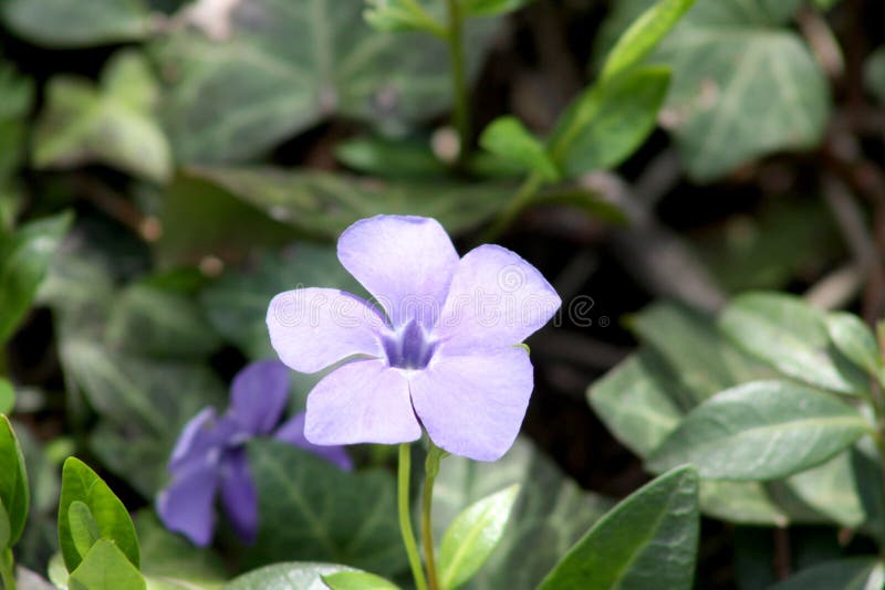 Periwinkle comune in chiusura di fioritura fotografia stock