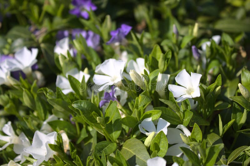 Periwinkle comune nel giardino fotografia stock