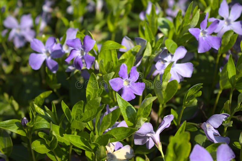 Periwinkle comune nel giardino fotografia stock libera da diritti