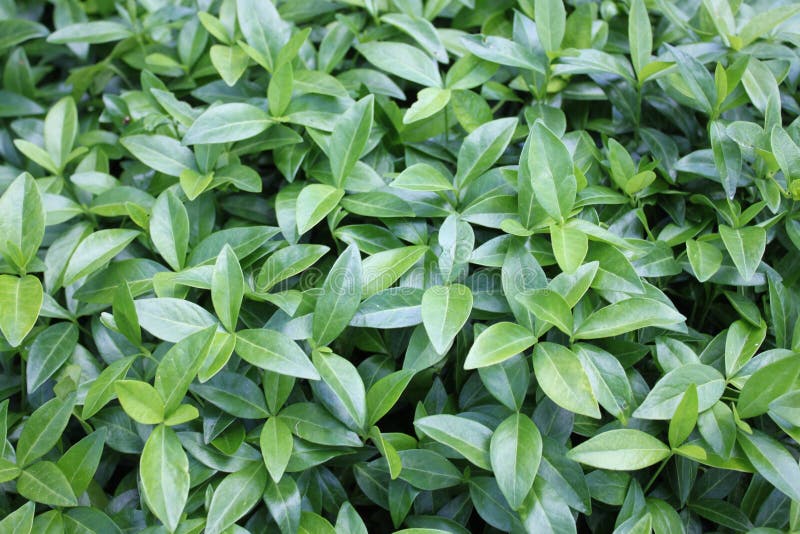 Periwinkle comune nel giardino immagini stock libere da diritti