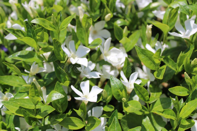 Periwinkle comune nel giardino fotografia stock