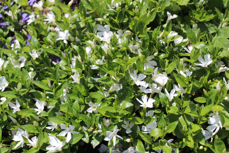 Periwinkle comune nel giardino fotografia stock