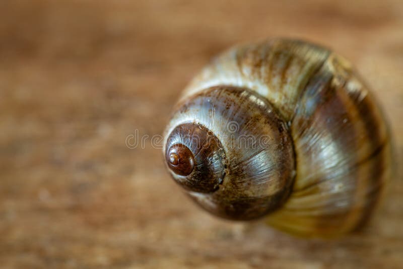 Periwinkle comune su fondo di legno fotografie stock libere da diritti