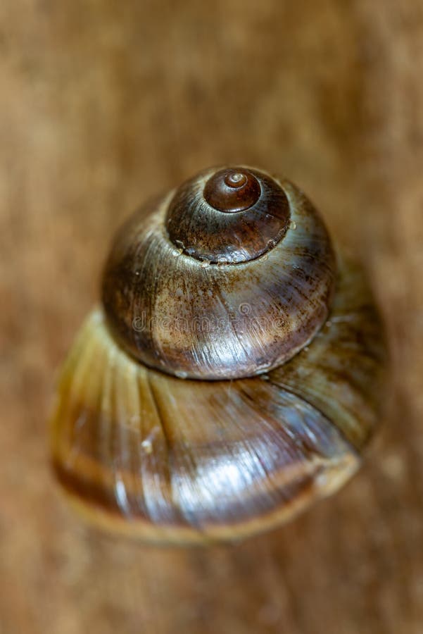 Periwinkle comune su fondo di legno immagine stock
