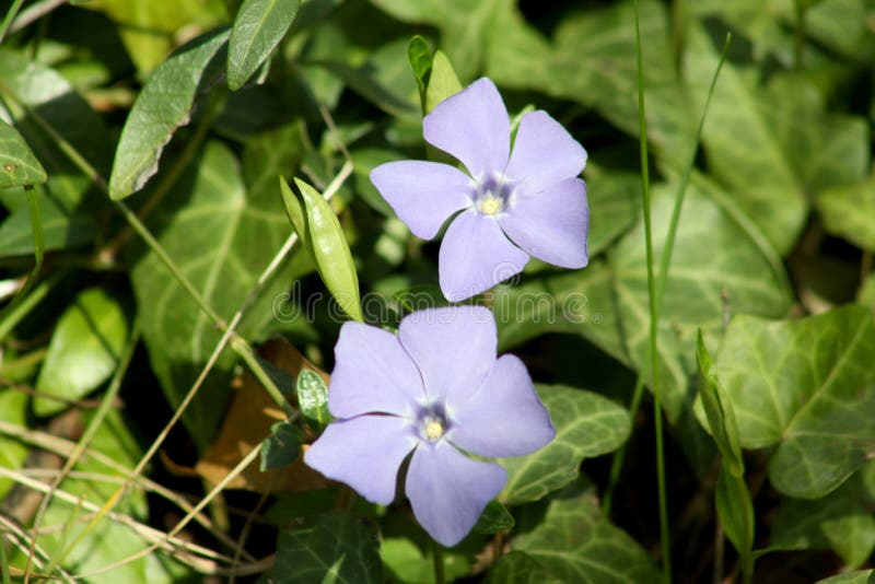 Periwinkle comune in vista di chiusura in fioritura immagine stock libera da diritti