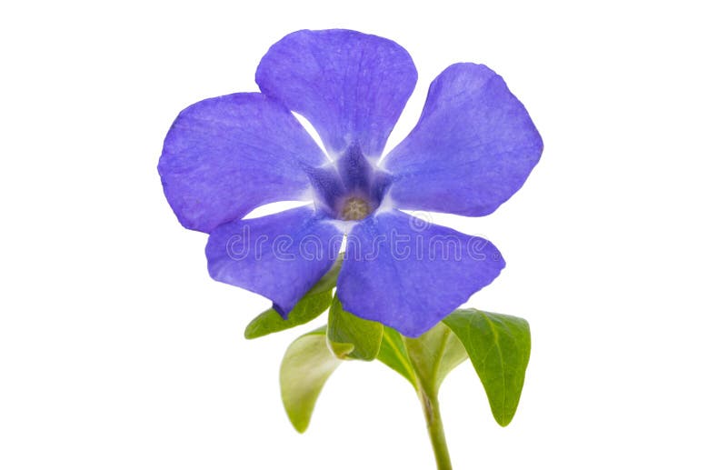 Periwinkle flower isolated stock photo. Image of nature 274626026