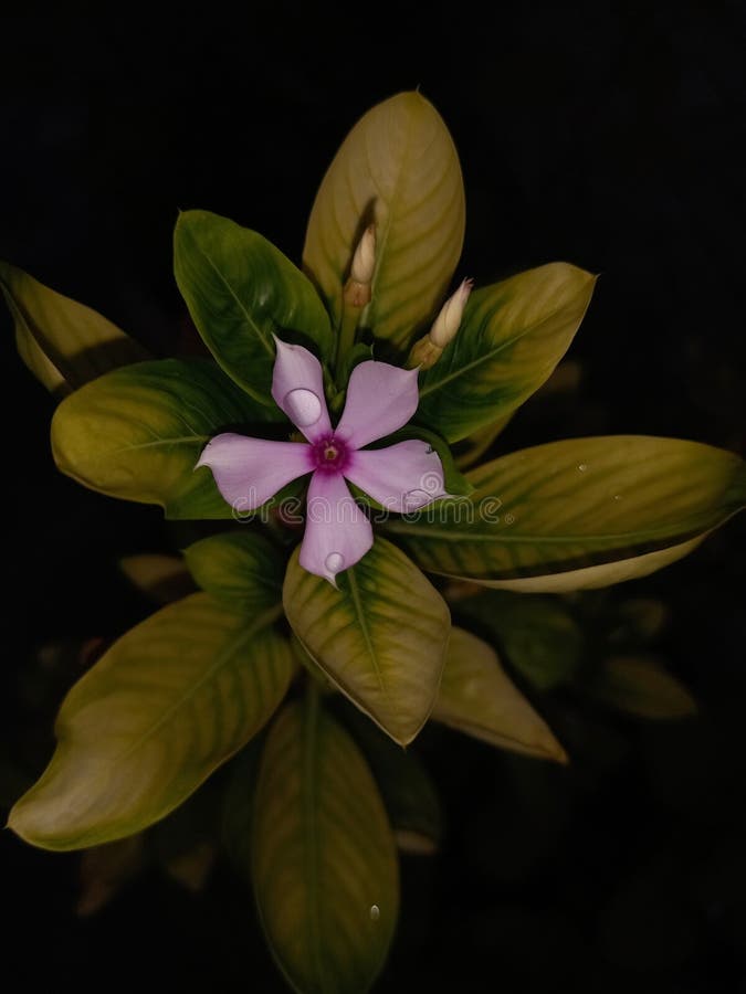 Periwinkle Flower med färska gröna blad i svart bakgrund royaltyfria foton