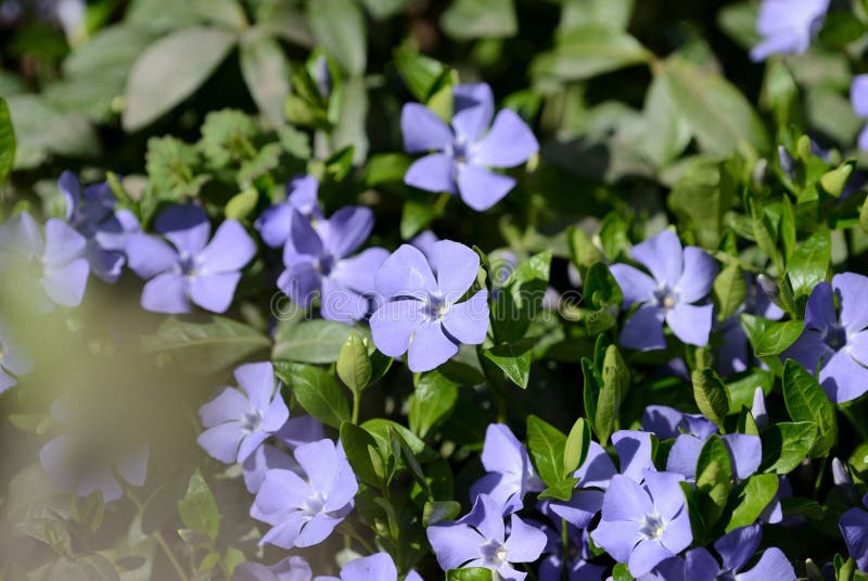 Periwinkle Flowers Vinca Minor Blooming in the Garden Stock Image