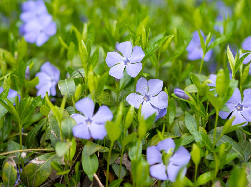 Periwinkle Growing in the Forest Stock Image Image of plant, horticulture 236681271