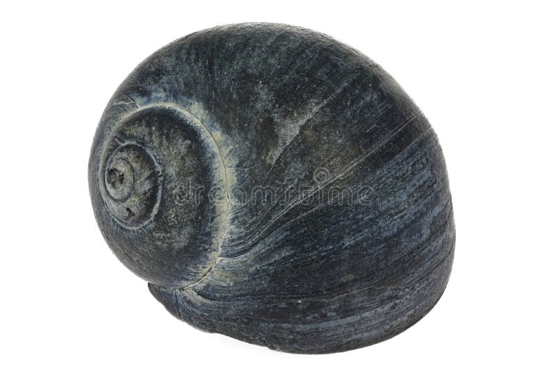 Periwinkle fotografie stock