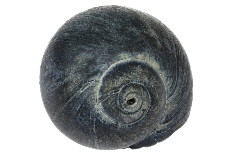 Periwinkle immagine stock