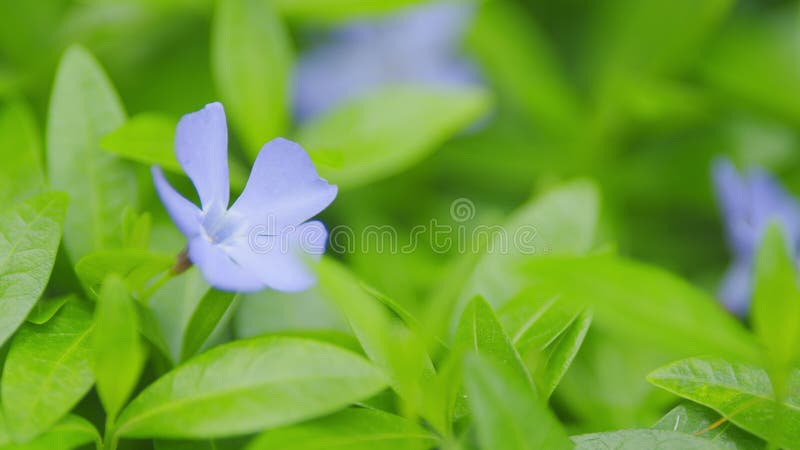 Periwinkle. pianta minore di vinca in bellissime fioriture di violetto. focalizzazione selettiva. immagine stock