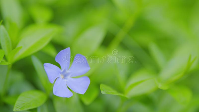 Periwinkle. pianta minore di vinca in bellissime fioriture di violetto. rallentamento. fotografia stock libera da diritti