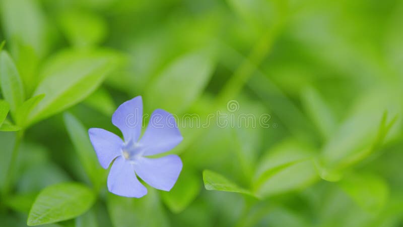 Periwinkle. pianta minore di vinca in bellissime fioriture di violetto. rallentamento. immagine stock